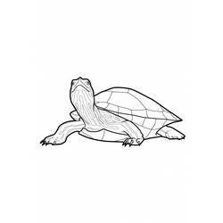 Malvorlage: Schildkröte (Tiere) #13550 - Kostenlose Malvorlagen zum Ausdrucken