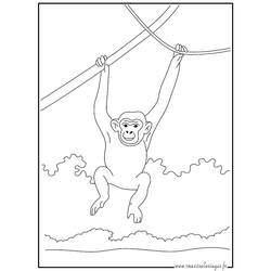 Malvorlage: Schimpanse (Tiere) #2761 - Kostenlose Malvorlagen zum Ausdrucken