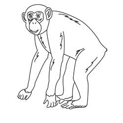 Malvorlage: Schimpanse (Tiere) #2767 - Kostenlose Malvorlagen zum Ausdrucken
