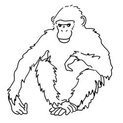 Malvorlage: Schimpanse (Tiere) #2779 - Kostenlose Malvorlagen zum Ausdrucken