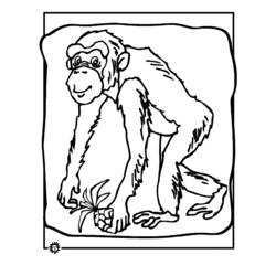 Malvorlage: Schimpanse (Tiere) #2798 - Kostenlose Malvorlagen zum Ausdrucken
