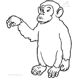 Malvorlage: Schimpanse (Tiere) #2805 - Kostenlose Malvorlagen zum Ausdrucken