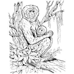 Malvorlage: Schimpanse (Tiere) #2833 - Kostenlose Malvorlagen zum Ausdrucken