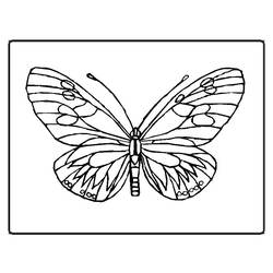 Malvorlage: Schmetterling (Tiere) #15669 - Kostenlose Malvorlagen zum Ausdrucken