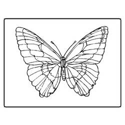 Malvorlage: Schmetterling (Tiere) #15673 - Kostenlose Malvorlagen zum Ausdrucken