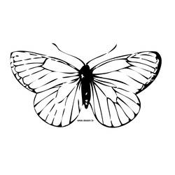 Malvorlage: Schmetterling (Tiere) #15675 - Kostenlose Malvorlagen zum Ausdrucken