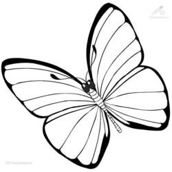 Malvorlage: Schmetterling (Tiere) #15680 - Kostenlose Malvorlagen zum Ausdrucken