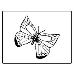 Malvorlage: Schmetterling (Tiere) #15687 - Kostenlose Malvorlagen zum Ausdrucken