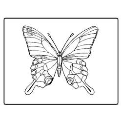 Malvorlage: Schmetterling (Tiere) #15694 - Kostenlose Malvorlagen zum Ausdrucken