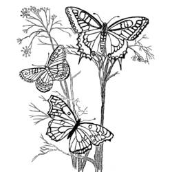 Malvorlage: Schmetterling (Tiere) #15716 - Kostenlose Malvorlagen zum Ausdrucken