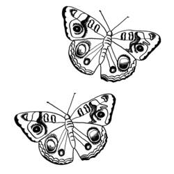 Malvorlage: Schmetterling (Tiere) #15764 - Kostenlose Malvorlagen zum Ausdrucken