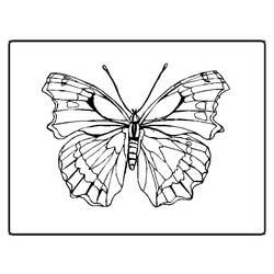 Malvorlage: Schmetterling (Tiere) #15774 - Kostenlose Malvorlagen zum Ausdrucken