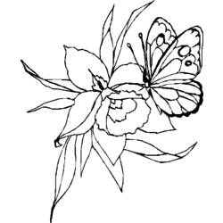 Malvorlage: Schmetterling (Tiere) #15790 - Kostenlose Malvorlagen zum Ausdrucken