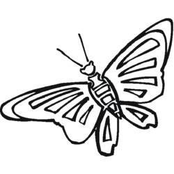 Malvorlage: Schmetterling (Tiere) #15813 - Kostenlose Malvorlagen zum Ausdrucken
