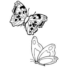 Malvorlage: Schmetterling (Tiere) #15828 - Kostenlose Malvorlagen zum Ausdrucken