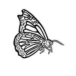 Malvorlage: Schmetterling (Tiere) #15852 - Kostenlose Malvorlagen zum Ausdrucken