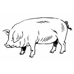 Malvorlage: Schwein (Tiere) #3596 - Kostenlose Malvorlagen zum Ausdrucken
