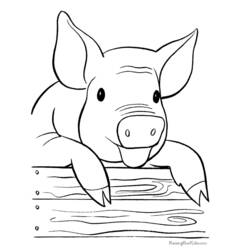 Malvorlage: Schwein (Tiere) #3605 - Kostenlose Malvorlagen zum Ausdrucken