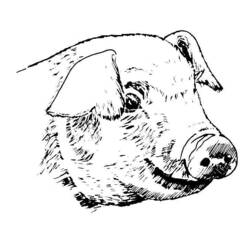 Malvorlage: Schweinefleisch (Tiere) #17751 - Kostenlose Malvorlagen zum Ausdrucken