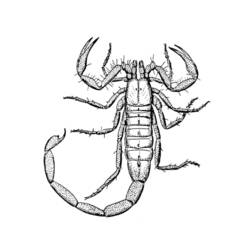 Malvorlage: Skorpion (Tiere) #14543 - Kostenlose Malvorlagen zum Ausdrucken