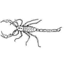 Malvorlage: Skorpion (Tiere) #14544 - Kostenlose Malvorlagen zum Ausdrucken