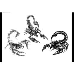 Malvorlage: Skorpion (Tiere) #14572 - Kostenlose Malvorlagen zum Ausdrucken