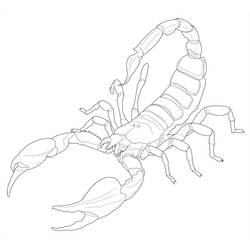 Malvorlage: Skorpion (Tiere) #14624 - Kostenlose Malvorlagen zum Ausdrucken