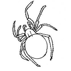 Malvorlage: Spinne (Tiere) #577 - Kostenlose Malvorlagen zum Ausdrucken