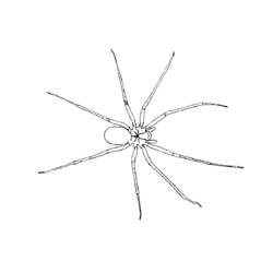 Malvorlage: Spinne (Tiere) #582 - Kostenlose Malvorlagen zum Ausdrucken