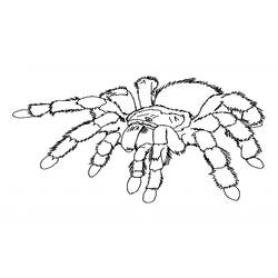 Malvorlage: Spinne (Tiere) #586 - Kostenlose Malvorlagen zum Ausdrucken