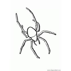 Malvorlage: Spinne (Tiere) #587 - Kostenlose Malvorlagen zum Ausdrucken