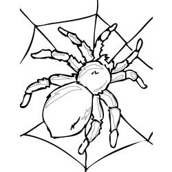 Malvorlage: Spinne (Tiere) #595 - Kostenlose Malvorlagen zum Ausdrucken