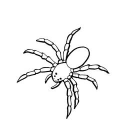 Malvorlage: Spinne (Tiere) #621 - Kostenlose Malvorlagen zum Ausdrucken