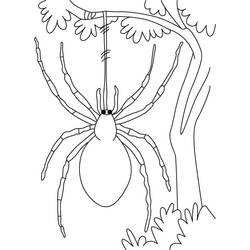 Malvorlage: Spinne (Tiere) #636 - Kostenlose Malvorlagen zum Ausdrucken