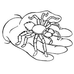 Malvorlage: Spinne (Tiere) #664 - Kostenlose Malvorlagen zum Ausdrucken