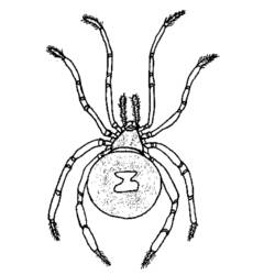 Malvorlage: Spinne (Tiere) #666 - Kostenlose Malvorlagen zum Ausdrucken