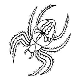 Malvorlage: Spinne (Tiere) #674 - Kostenlose Malvorlagen zum Ausdrucken
