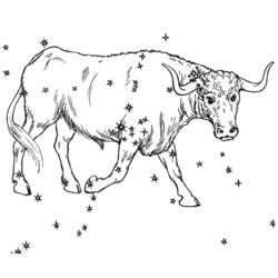 Malvorlage: Stier (Tiere) #13791 - Kostenlose Malvorlagen zum Ausdrucken