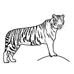 Malvorlage: Tiger (Tiere) #13587 - Kostenlose Malvorlagen zum Ausdrucken