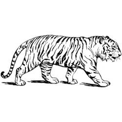 Malvorlage: Tiger (Tiere) #13588 - Kostenlose Malvorlagen zum Ausdrucken