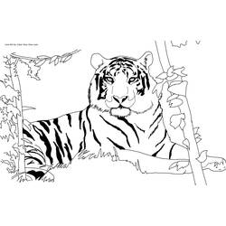 Malvorlage: Tiger (Tiere) #13590 - Kostenlose Malvorlagen zum Ausdrucken
