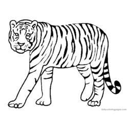 Malvorlage: Tiger (Tiere) #13591 - Kostenlose Malvorlagen zum Ausdrucken
