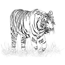 Malvorlage: Tiger (Tiere) #13599 - Kostenlose Malvorlagen zum Ausdrucken
