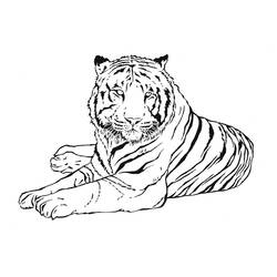 Malvorlage: Tiger (Tiere) #13601 - Kostenlose Malvorlagen zum Ausdrucken