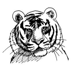 Malvorlage: Tiger (Tiere) #13610 - Kostenlose Malvorlagen zum Ausdrucken