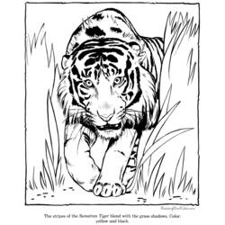 Malvorlage: Tiger (Tiere) #13664 - Kostenlose Malvorlagen zum Ausdrucken