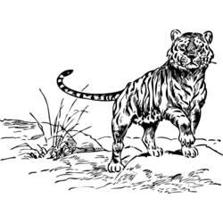 Malvorlage: Tiger (Tiere) #13710 - Kostenlose Malvorlagen zum Ausdrucken