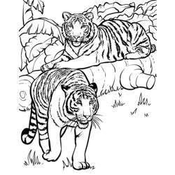 Malvorlage: Tiger (Tiere) #13726 - Kostenlose Malvorlagen zum Ausdrucken