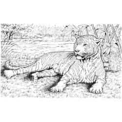 Malvorlage: Tiger (Tiere) #13742 - Kostenlose Malvorlagen zum Ausdrucken