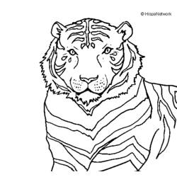 Malvorlage: Tiger (Tiere) #13772 - Kostenlose Malvorlagen zum Ausdrucken